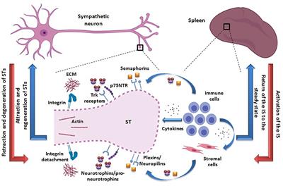 Toward the Existence of a Sympathetic Neuroplasticity Adaptive Mechanism Influencing the Immune Response. A Hypothetical View—Part I